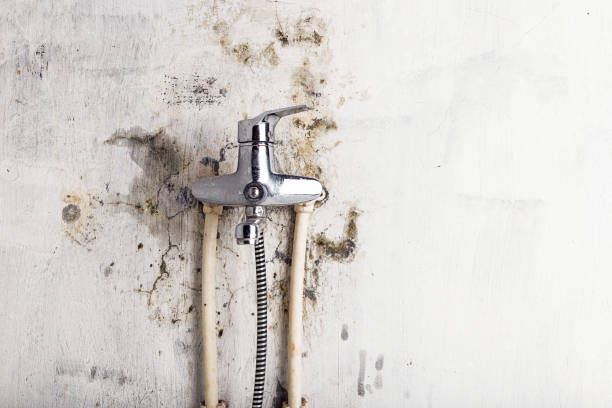 Best Basement Mold Remediation in Edisto, SC