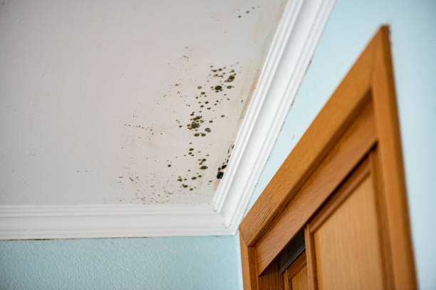 Best Crawl Space Mold Remediation in Edisto, SC