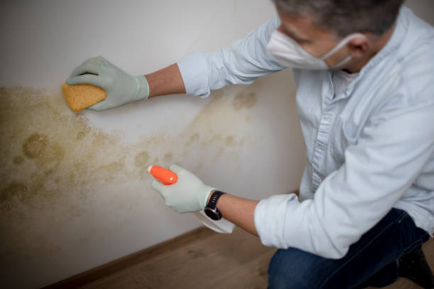 Reliable Edisto, SC Mold Remediation Solutions