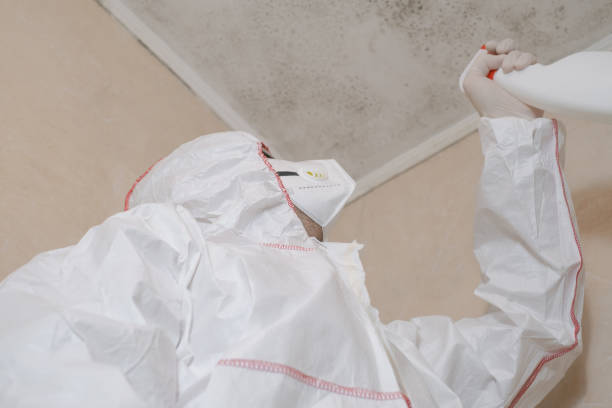 Best Residential Mold Remediation in Edisto, SC