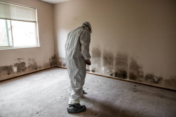 Best DIY Mold Remediation Support Services in Edisto, SC