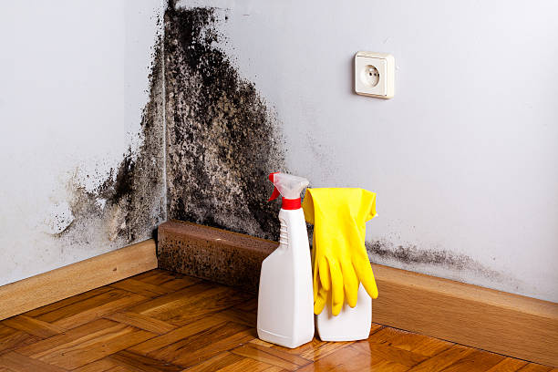 Best Industrial Mold Remediation in Edisto, SC