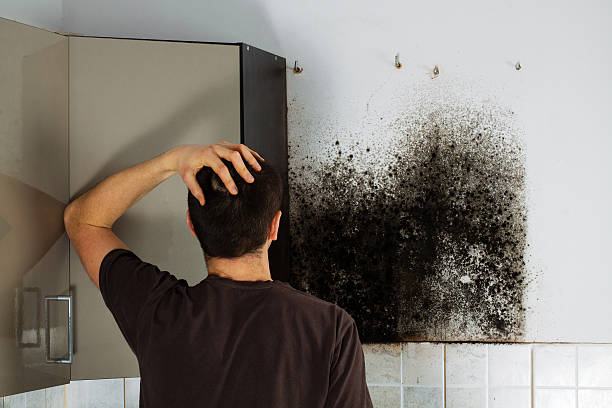 Best White Mold Remediation in Edisto, SC