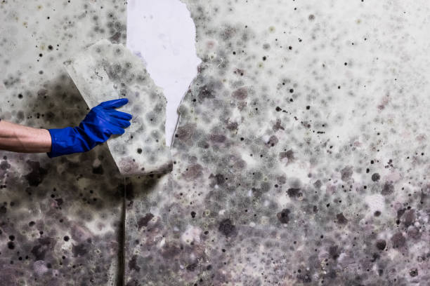 Best Mold Testing and Inspection Services in Edisto, SC
