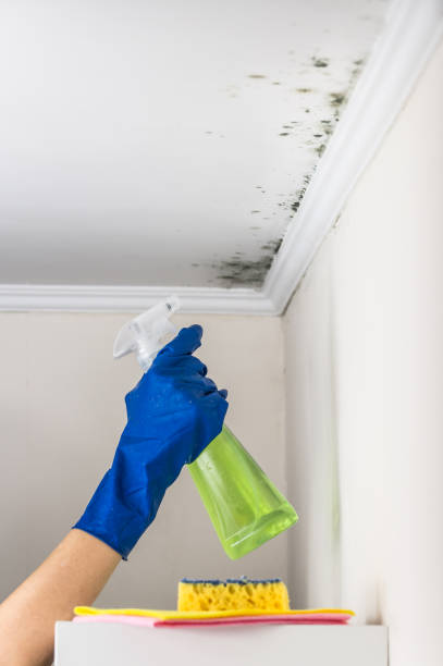 Best HVAC Mold Remediation in Edisto, SC