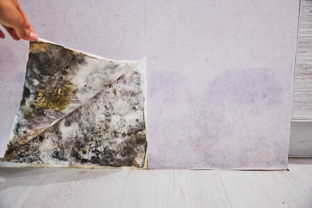 Best Attic Mold Remediation in Edisto, SC